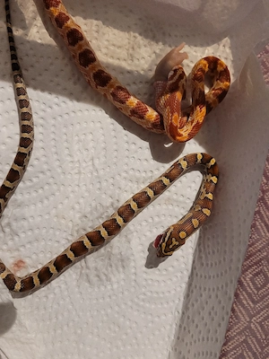 Caramel Kornnatter Baby Nr.5   Nur Abholung