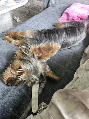 yorky Hündin zu verkaufen