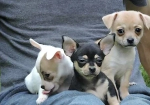 Chihuahua Welpen in KH und LH mit Ahnentafel