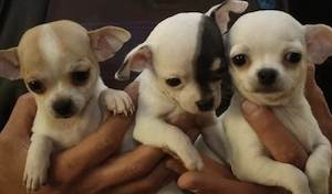 Chihuahua Welpen in KH und LH mit Ahnentafel Bild 5