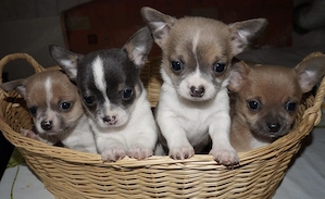 Chihuahua Welpen in KH und LH mit Ahnentafel