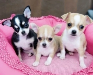 Chihuahua Welpen 