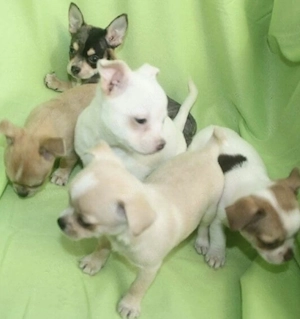 Chihuahua Welpen in KH und LH mit Ahnentafel Bild 10