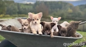 Chihuahua Welpen in KH und LH mit Ahnentafel