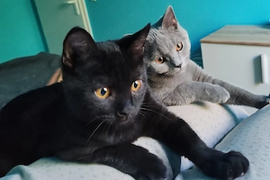 BKH-Chartreux Mixkitten in liebevolle Hände abzugeben. 