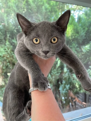 Baby katzen 