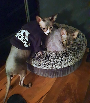 2xSphynx kastriert, gechipt, geimpft 