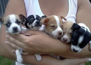 Chihuahua Welpen 