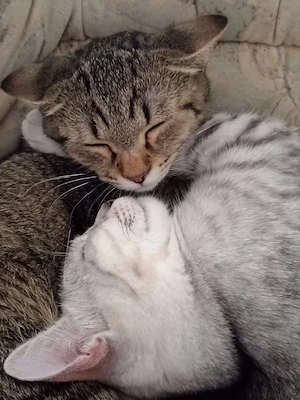    Zwei liebe Kitten suchen ein schönes Zuhause   