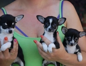 Chihuahua Welpen 