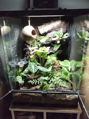 Kronengecko mit Terrarium und zubehör 