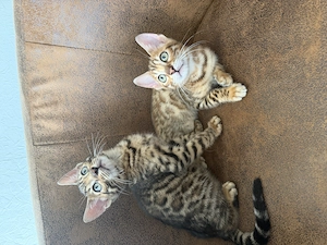 Reinrassige Bengalkitten Bengal Katzen Kater Katze Kitten 