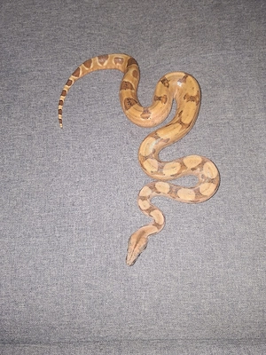 Boa-Nachzuchten   Sunglow Pastel het. Hog Island