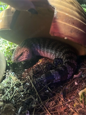 Verkaufe Blauzungenskink Pärchen