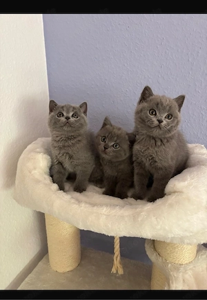 Bkh Baby Katzen 