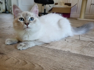 Zauberhaftes Ragdoll-Mädchen sucht ihre Familie fürs Leben