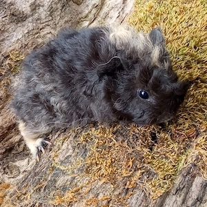 Junge Meerschweinchen Lunkarya Sept 2026 Bild 3