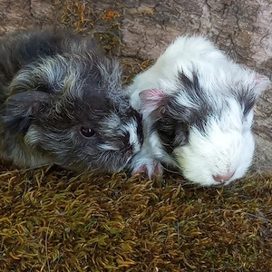 Junge Meerschweinchen Lunkarya Sept 2026 Bild 5