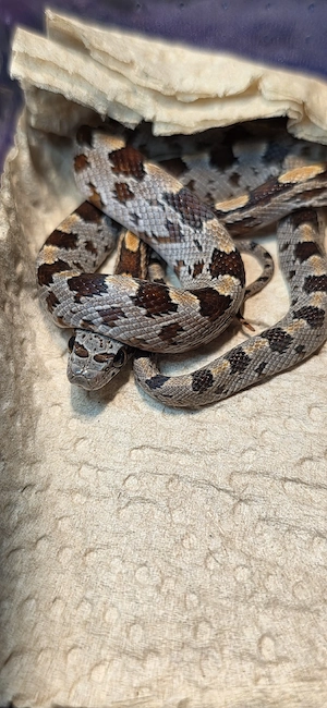 Kornnatterbabys Classic het Pied Sided, Caramel, Amel und Motley Striped 