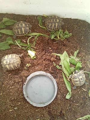 Griechische Landschildkröten 
