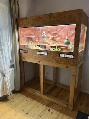 Männliche Bartagame inkl. 160x80x100 (BxTxH) Terrarium & kompletter hochwertiger Technik