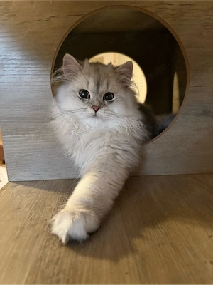 kitte blh bkh 