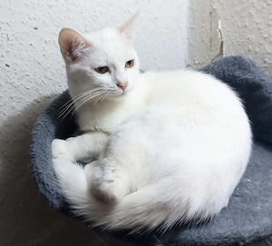 Weiße türkische Angora Bengal mix Katze Mädchen 