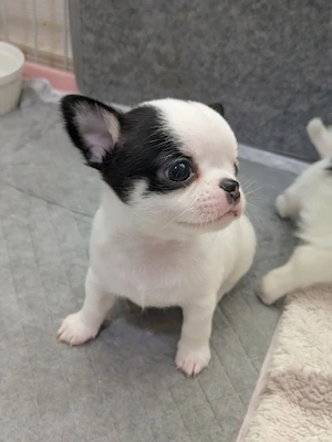      Liebevolle Chihuahua-Welpen suchen 
