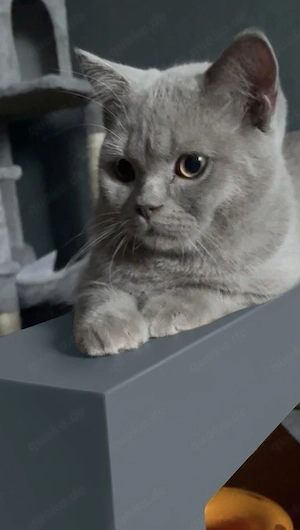 Wundersöner BKH Kater (6 Monate)   PERFEKT sozialisiert!  