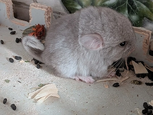Chinchilla Babys suchen Dich 