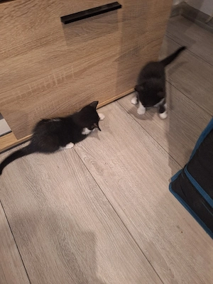 katzenbabys