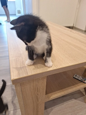 katzenbabys Bild 4