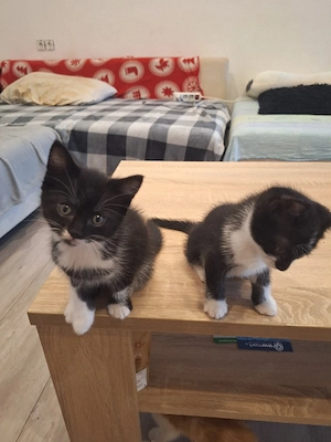 katzenbabys Bild 3