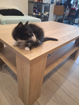 katzenbabys Bild 2
