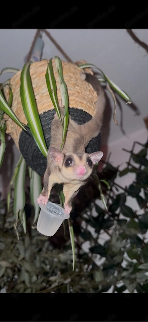 Sugar glider abzugeben