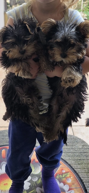 Yorkshire Terrier mini toy
