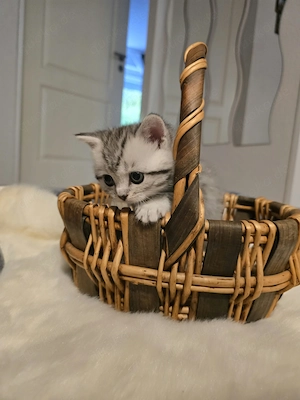 Reinrassige BKH-Kitten   Silver Tabby Classic