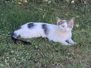 2 Süße kleine Kater zu vergeben