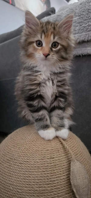 Maine Coon Mädel