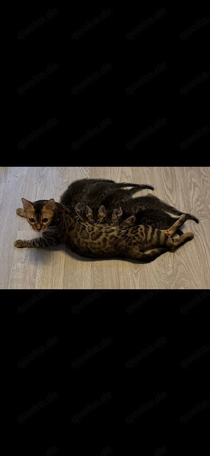 Bengal-Mischlinge