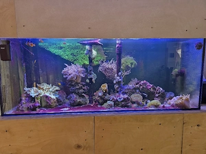 Meerwasseraquarium 