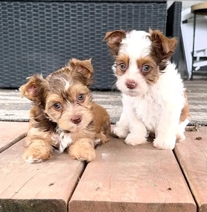  Yorkie-Welpen zur Adoption