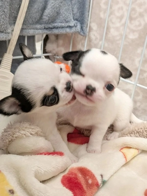  Süße Chihuahua-Welpen   liebevolles Für-immer-