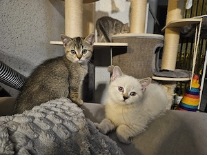 Wunderschönen BKH Kitten