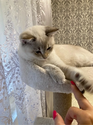 Schöner BKH Kater sucht ihr liebes Zuhause
