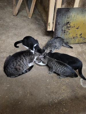 Katzen Kitten
