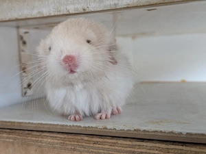 Chinchilla Babys schwarz und  weiß ( Angora und Normal Haar) suchen ein Zuhause 