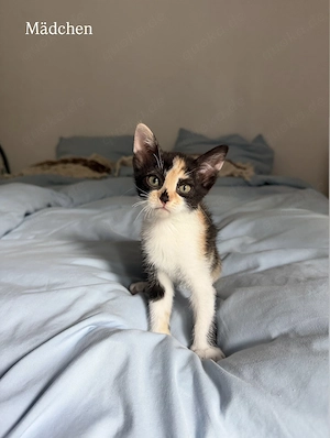 Devon Rex Mix Kitten Mischlinge suchen ihr Zuhause