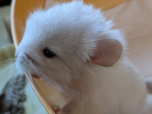 Chinchilla Babys schwarz und  weiß ( Angora und Normal Haar) suchen ein Zuhause 