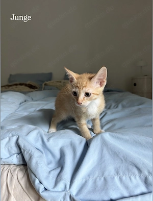 Devon Rex Mix Kitten Mischlinge suchen ihr Zuhause